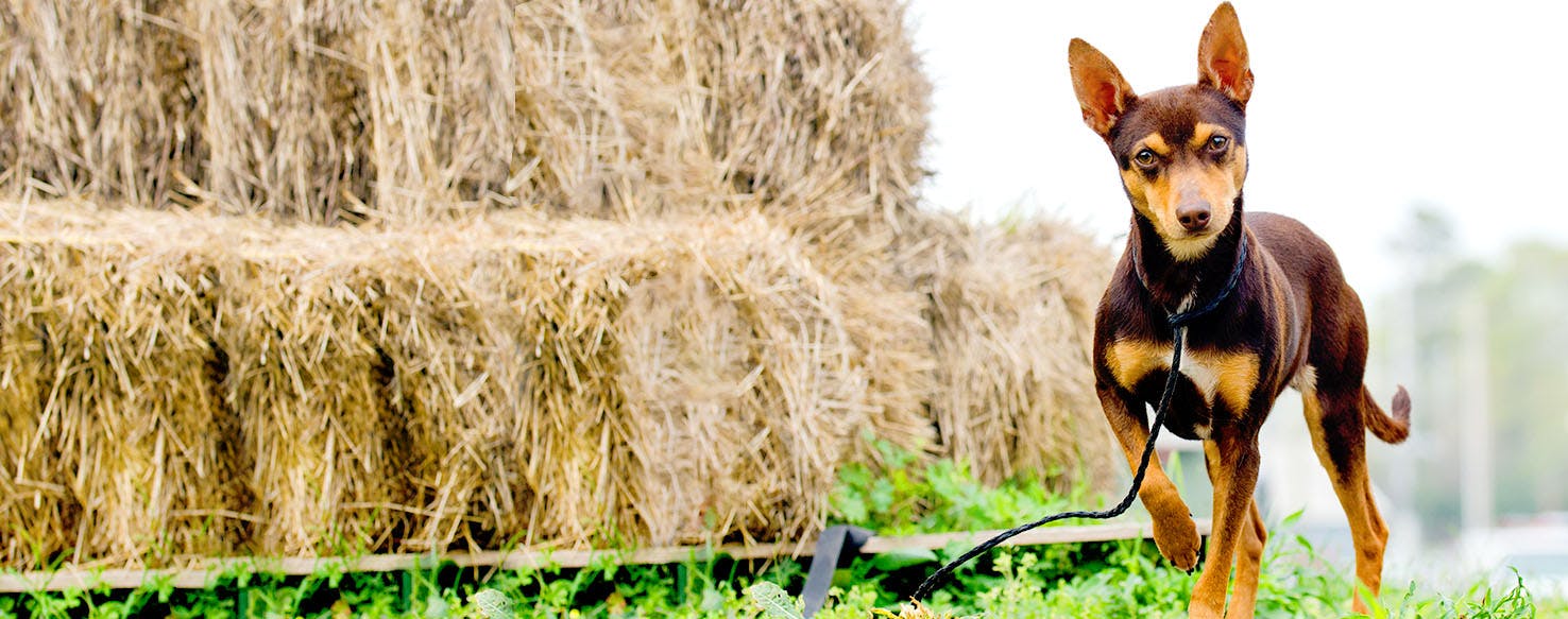 Rat Terrier Dog Names Popular Male and Female Names Wag!